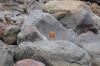 被喻为雅鲁藏布大峡谷亲善大使的特有的珍稀动物红斑羚_100X9000.jpg